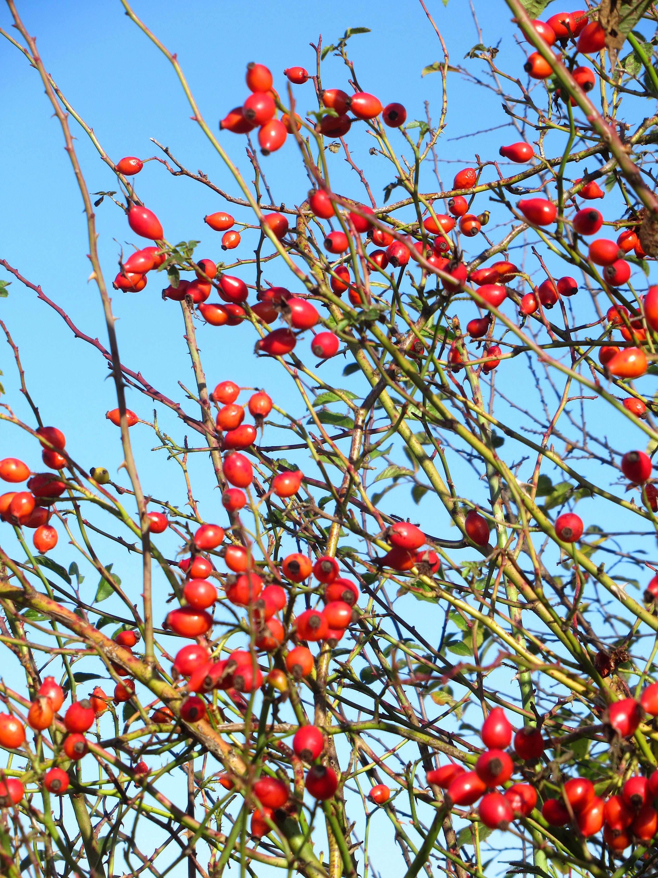 ビタミンCのハーブ・ローズヒップ】冬のハーブティーに「冷えシーズン