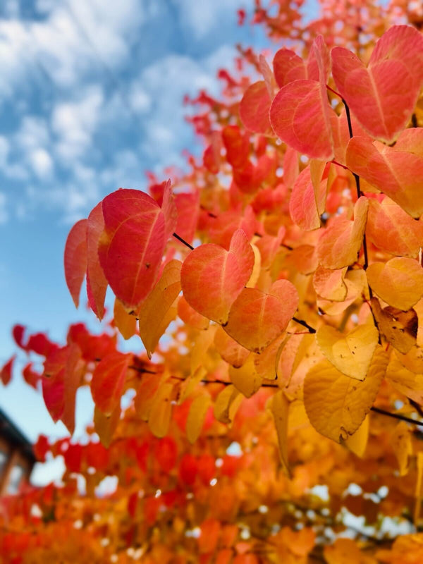 南ドイツの秋　紅葉している木々