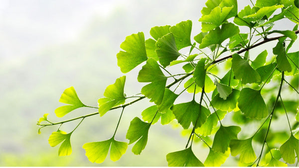 マリエンのハーブティーにも使われる、イチョウの葉