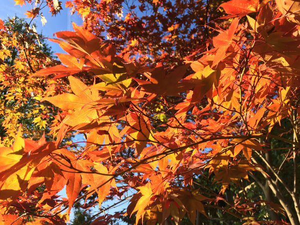 （秋のおすすめアイテム）季節の変わり目のゆらぎをサポート｜うるおい・温活・睡眠・栄養