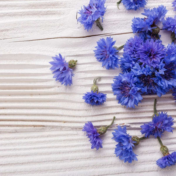 【レア美品】ロイヤルベール★ブルーコーンフラワー★トリオ ロイヤルコペンハーゲン ブルーフラワー トリオセット ペア 未使用