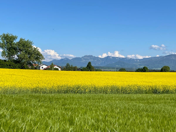 菜の花は花畑・食品・バイオ燃料・飼料として大活躍のエコな植物