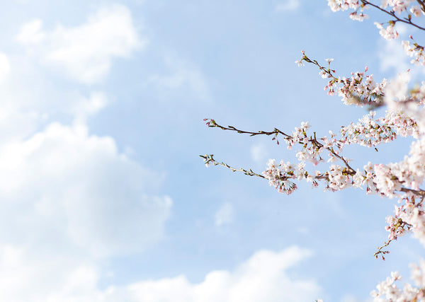 （春のおすすめアイテム）すっきり穏やかに過ごしたい